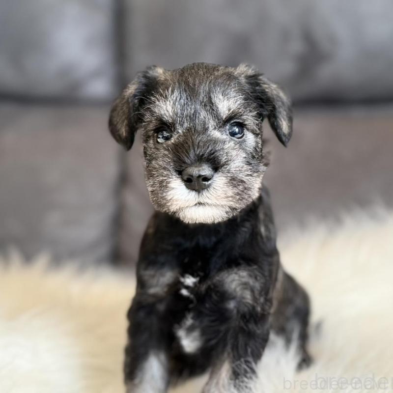 販売中の千葉県のミニチュアシュナウザー-444071の9枚目