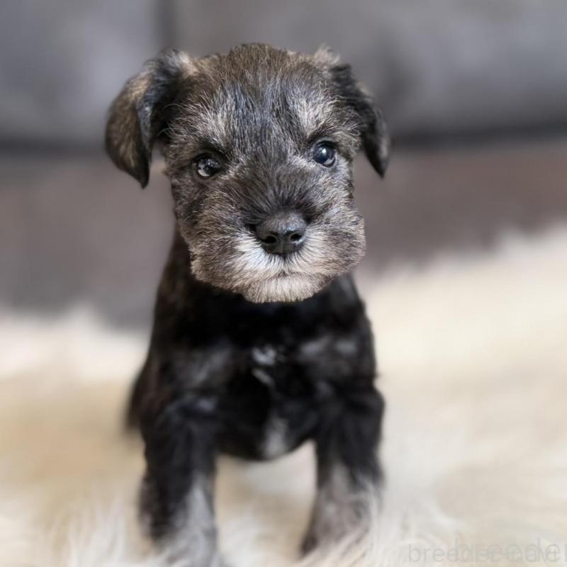 販売中の千葉県のミニチュアシュナウザー-444071の8枚目