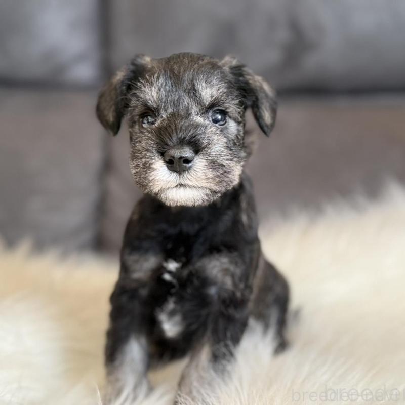 販売中の千葉県のミニチュアシュナウザー-444071の4枚目