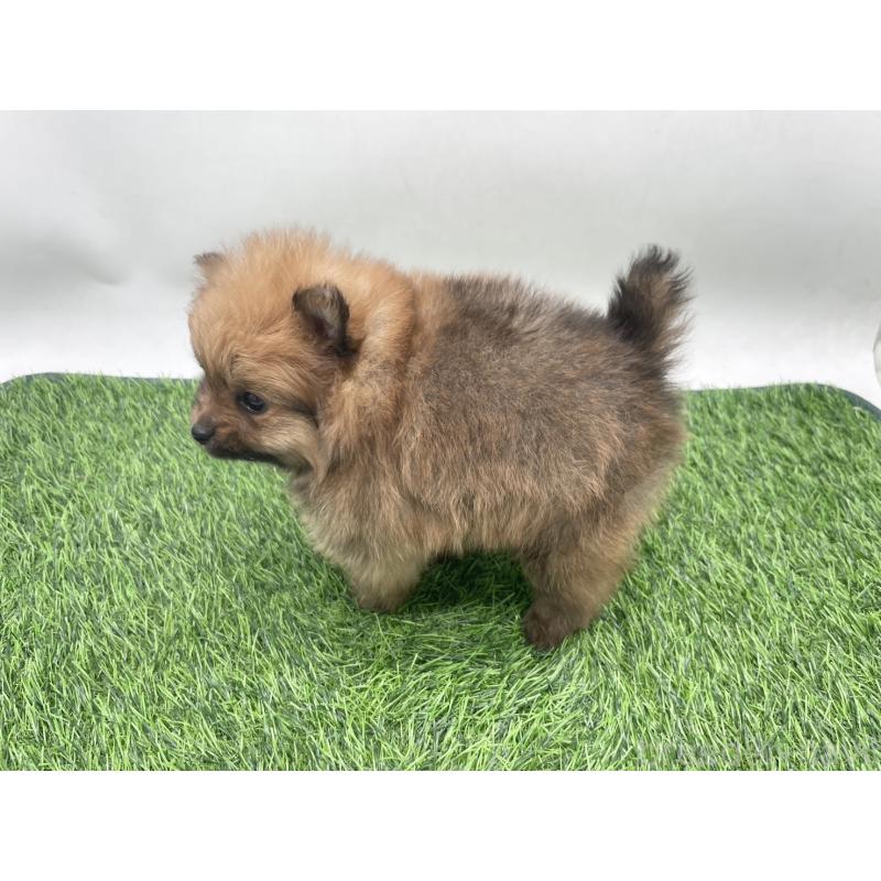 販売中の愛知県のポメラニアン-444073の3枚目