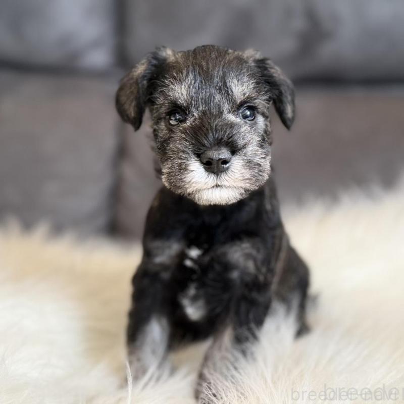 販売中の千葉県のミニチュアシュナウザー-444071の3枚目