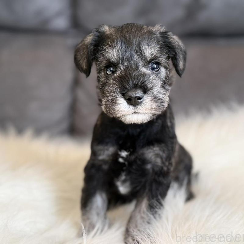 販売中の千葉県のミニチュアシュナウザー-444071の2枚目