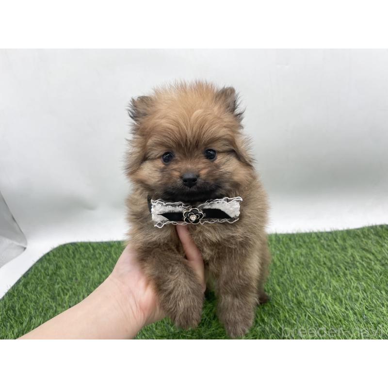 販売中の愛知県のポメラニアン-444073の1枚目