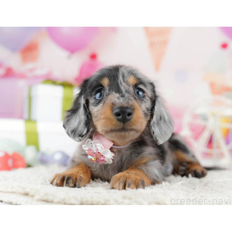 販売中ののカニンヘンダックスフンド(ロングヘアード)-444075