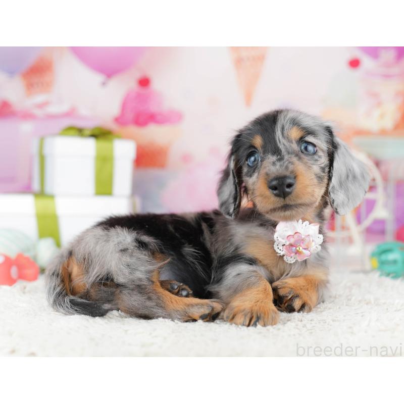 販売中の東京都のカニンヘンダックスフンド(ロングヘアード)-444075の6枚目