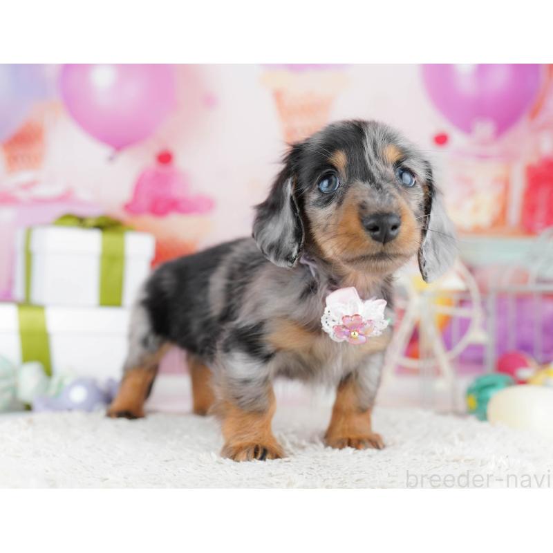 販売中の東京都のカニンヘンダックスフンド(ロングヘアード)-444075の5枚目