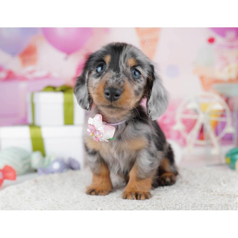 販売中の東京都のカニンヘンダックスフンド(ロングヘアード)-444075の4枚目