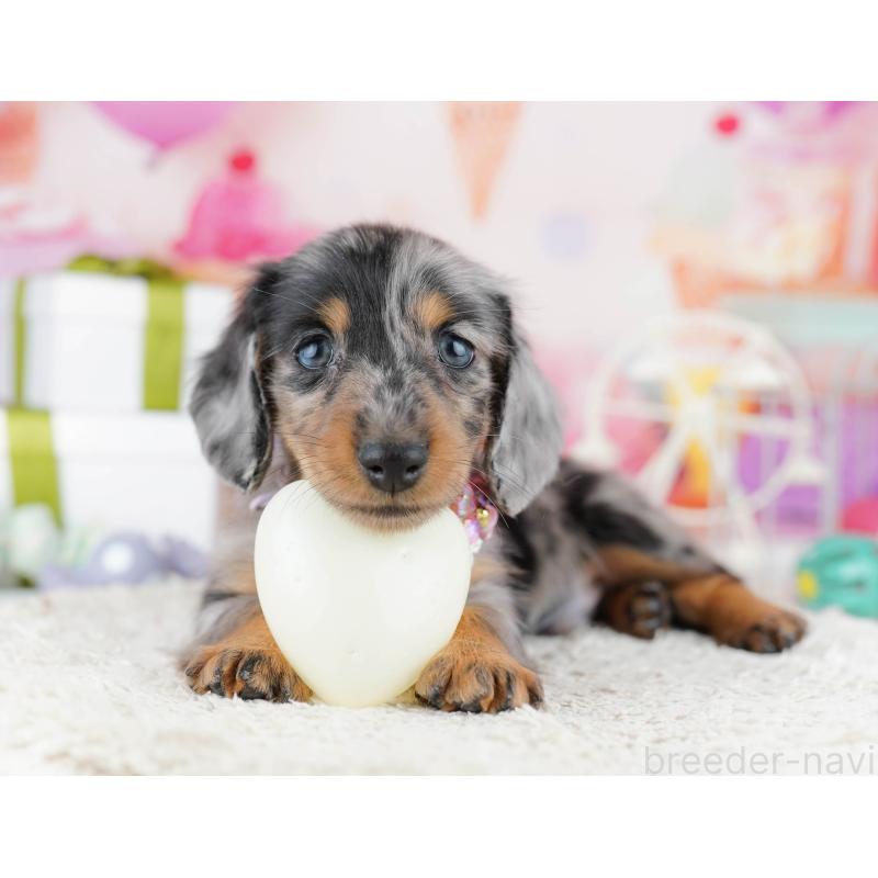 販売中の東京都のカニンヘンダックスフンド(ロングヘアード)-444075の3枚目