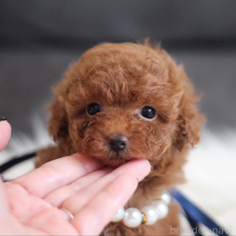 販売中の千葉県のタイニープードル-444076の1枚目