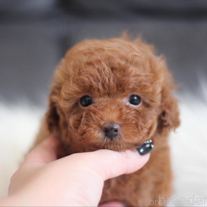販売中の千葉県のタイニープードル-444076の8枚目