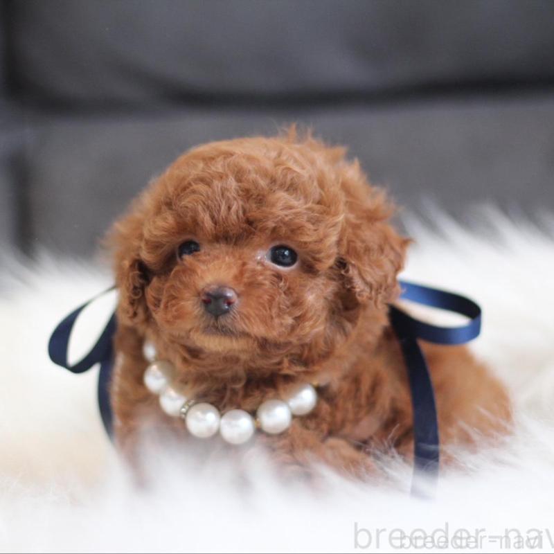 販売中の千葉県のタイニープードル-444076の6枚目