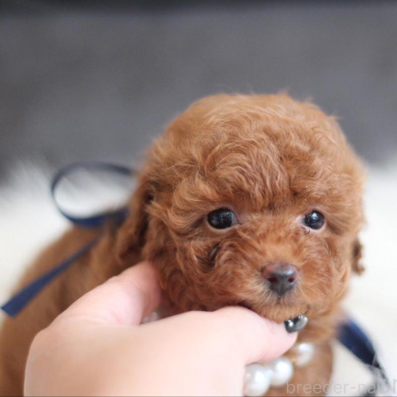 販売中の千葉県のタイニープードル-444076の4枚目