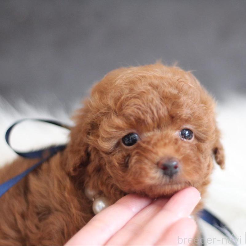 販売中の千葉県のタイニープードル-444076の3枚目