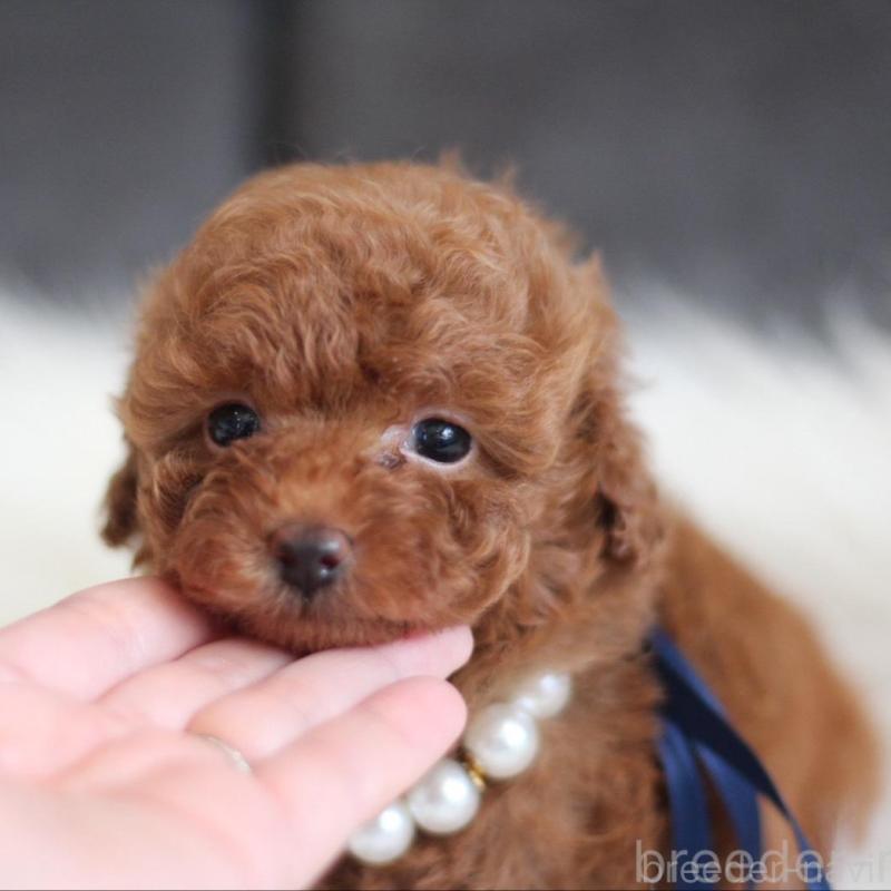販売中の千葉県のタイニープードル-444076の2枚目