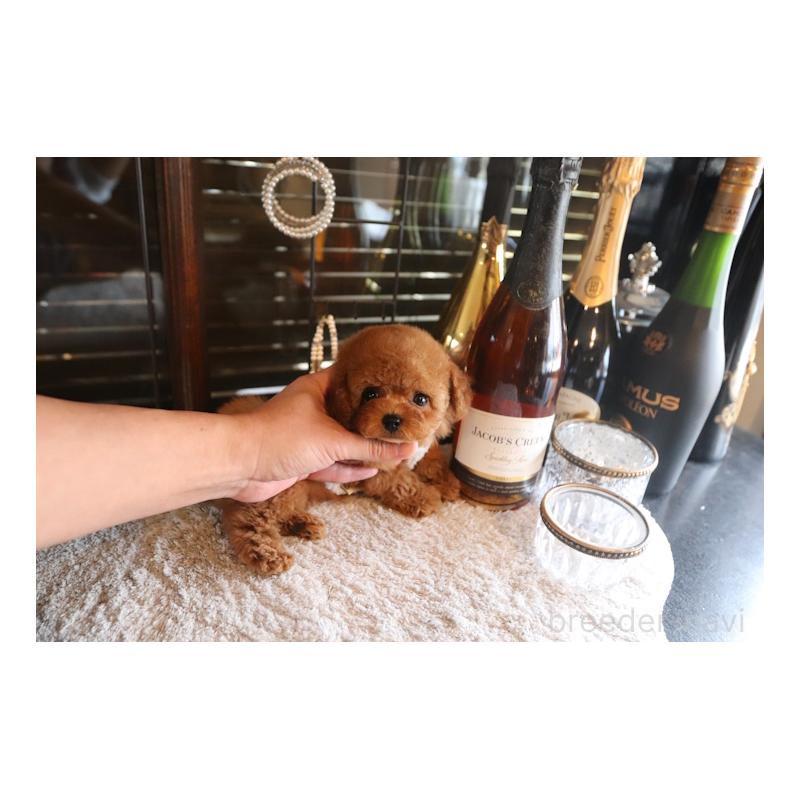 販売中の埼玉県のティーカッププードル-443816の3枚目