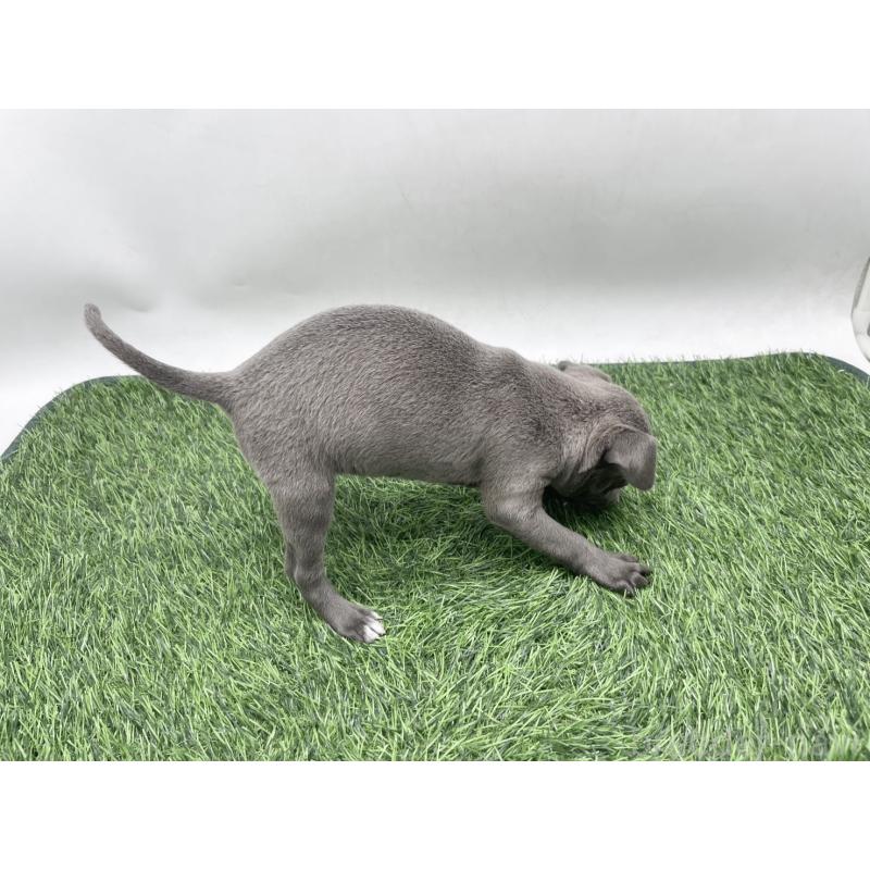 販売中の愛知県のイタリアングレーハウンド(イタグレ)-444078の6枚目