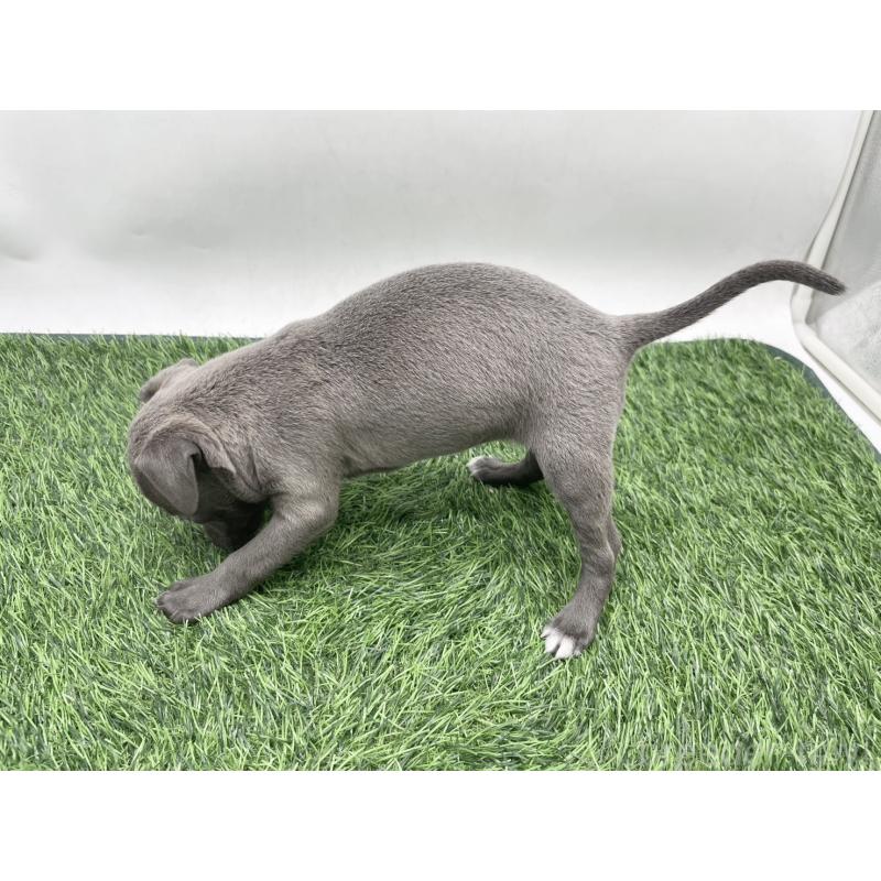 販売中の愛知県のイタリアングレーハウンド(イタグレ)-444078の5枚目