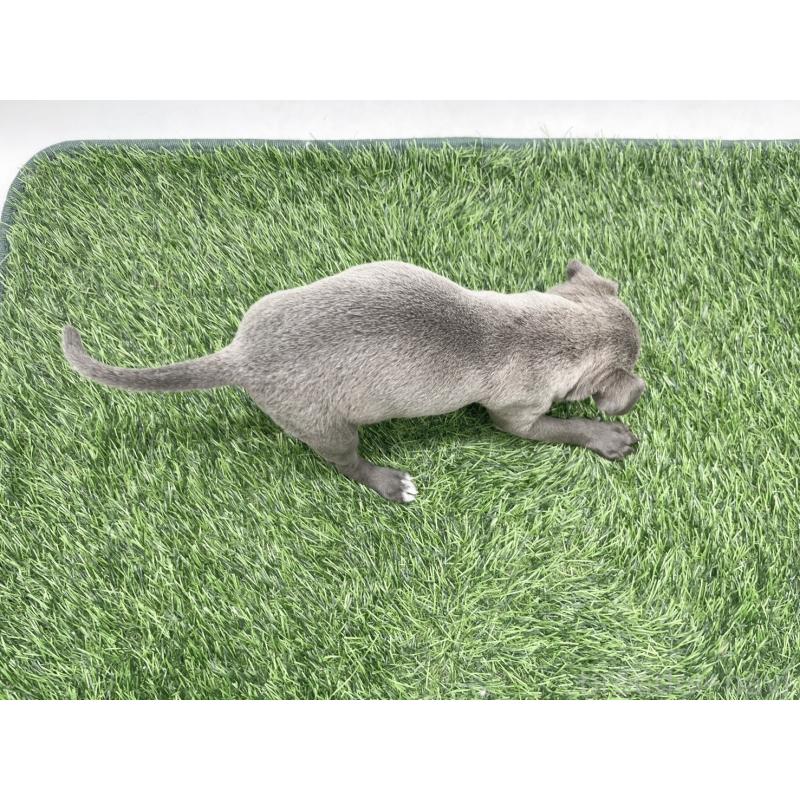 販売中の愛知県のイタリアングレーハウンド(イタグレ)-444078の4枚目