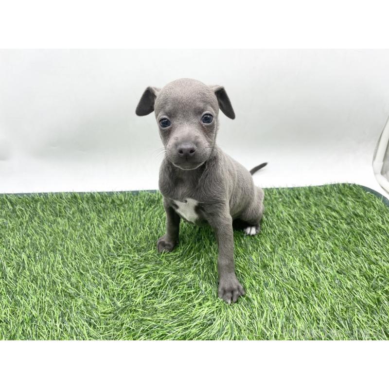販売中の愛知県のイタリアングレーハウンド(イタグレ)-444078の3枚目