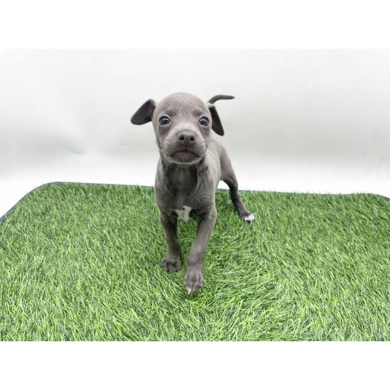 販売中の愛知県のイタリアングレーハウンド(イタグレ)-444078の2枚目