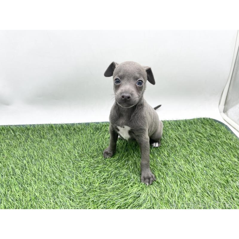 販売中の愛知県のイタリアングレーハウンド(イタグレ)-444078