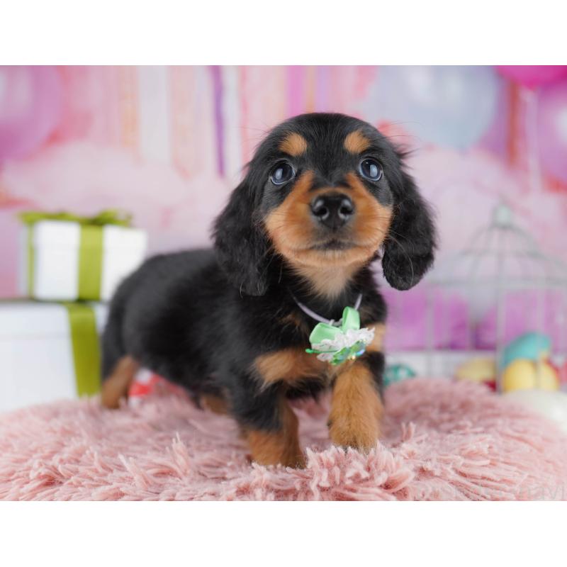 販売中の東京都のミニチュアダックスフンド(ロングヘアード)-444080の5枚目