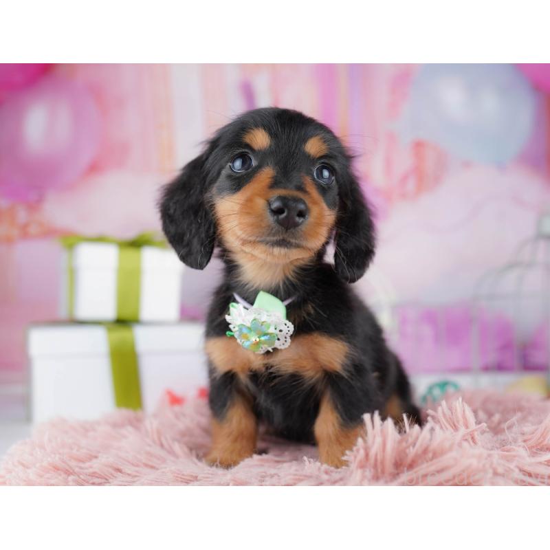 販売中の東京都のミニチュアダックスフンド(ロングヘアード)-444080の4枚目