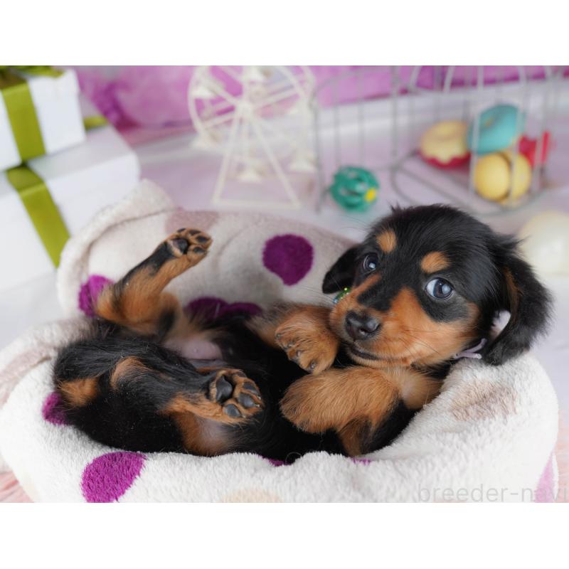 販売中の東京都のミニチュアダックスフンド(ロングヘアード)-444080の3枚目