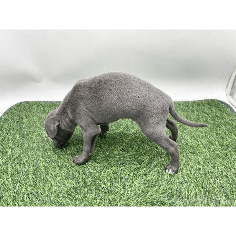 販売中の愛知県のイタリアングレーハウンド(イタグレ)-444082の4枚目