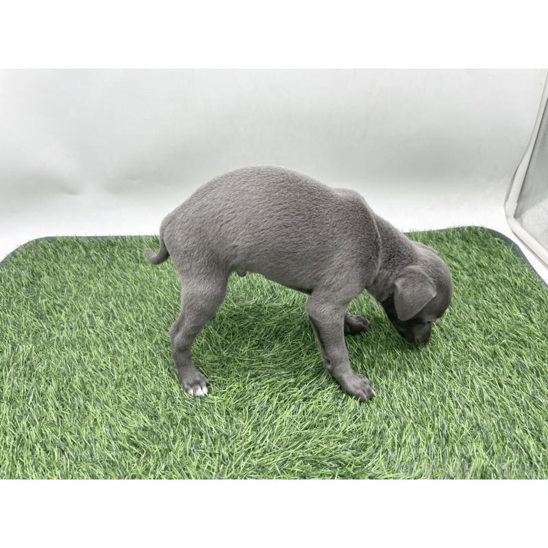 販売中の愛知県のイタリアングレーハウンド(イタグレ)-444082の3枚目