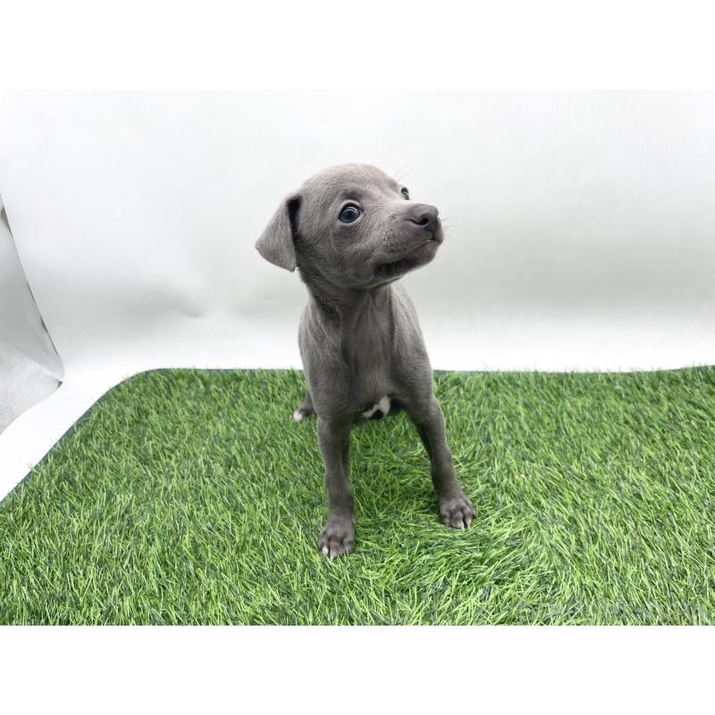 販売中の愛知県のイタリアングレーハウンド(イタグレ)-444082の2枚目