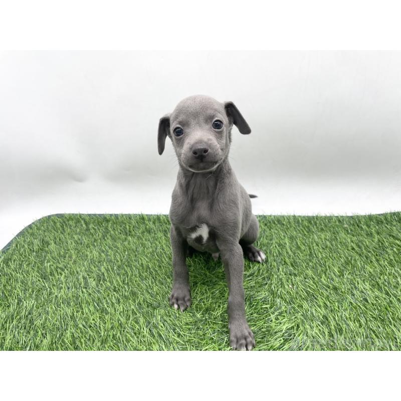 販売中の愛知県のイタリアングレーハウンド(イタグレ)-444082