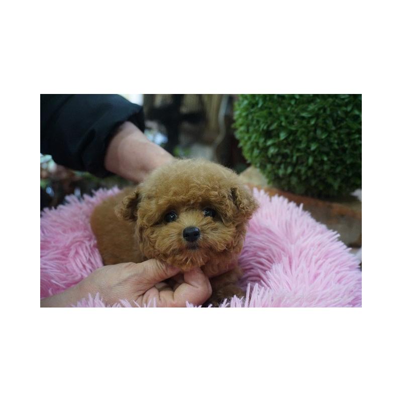 販売中の京都府のタイニープードル-435063の5枚目