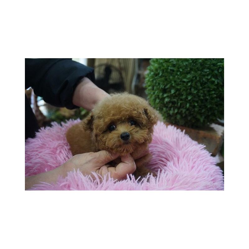 販売中の京都府のタイニープードル-435063の4枚目