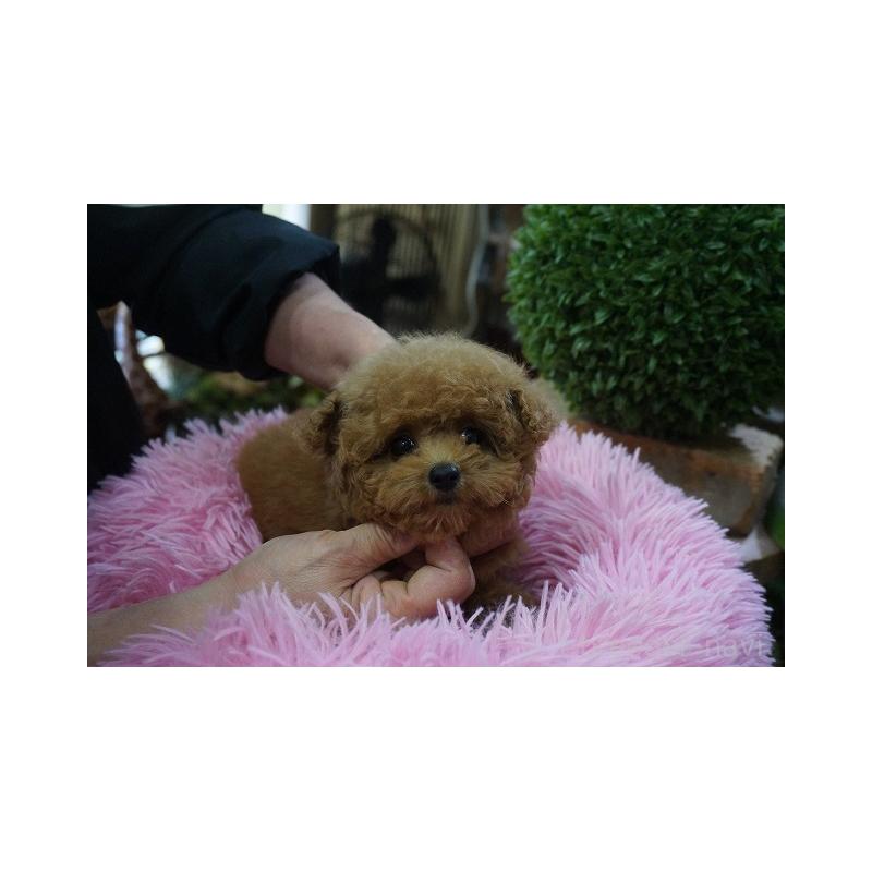 販売中の京都府のタイニープードル-435063の2枚目