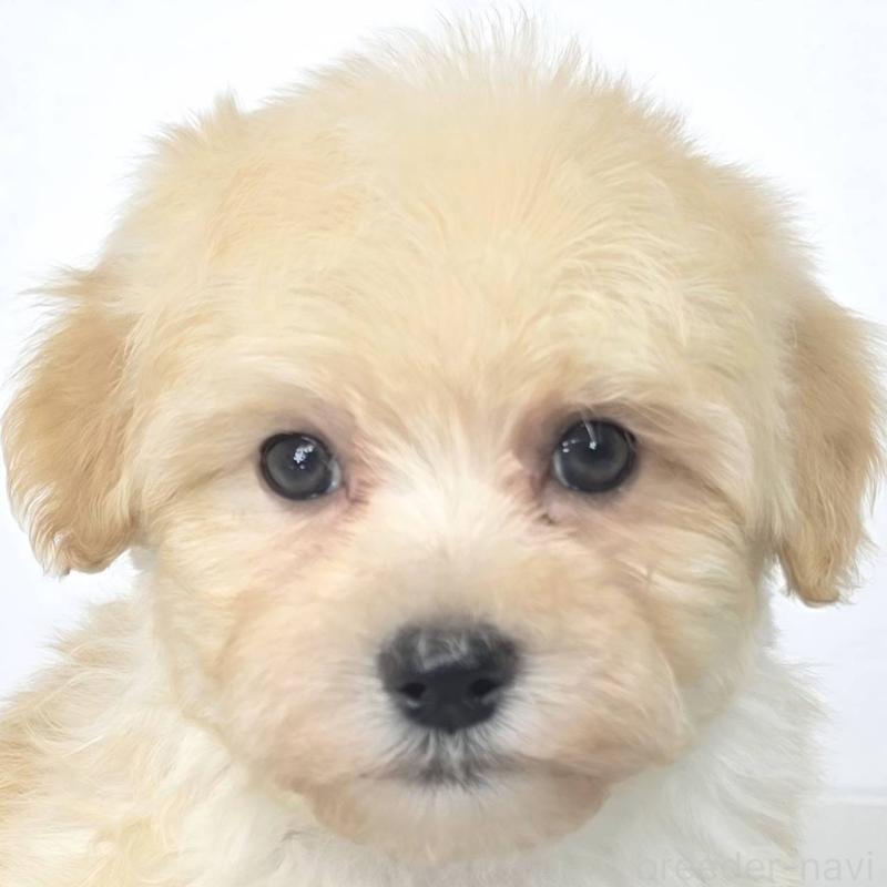 販売中の茨城県のマルプー:マルチーズ×トイプードル-444083の1枚目