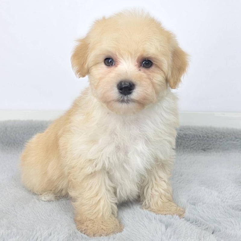 販売中の茨城県のマルプー:マルチーズ×トイプードル-444083の6枚目