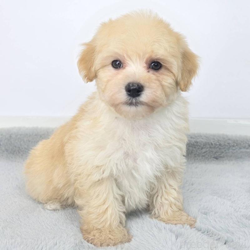 販売中の茨城県のマルプー:マルチーズ×トイプードル-444083の5枚目