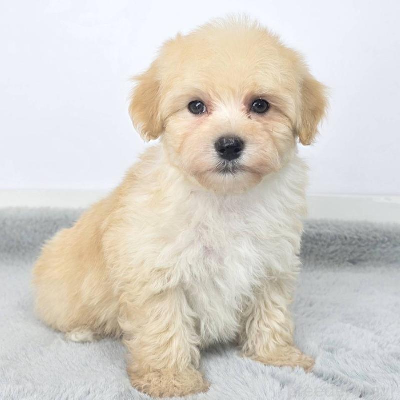 販売中の茨城県のマルプー:マルチーズ×トイプードル-444083の4枚目