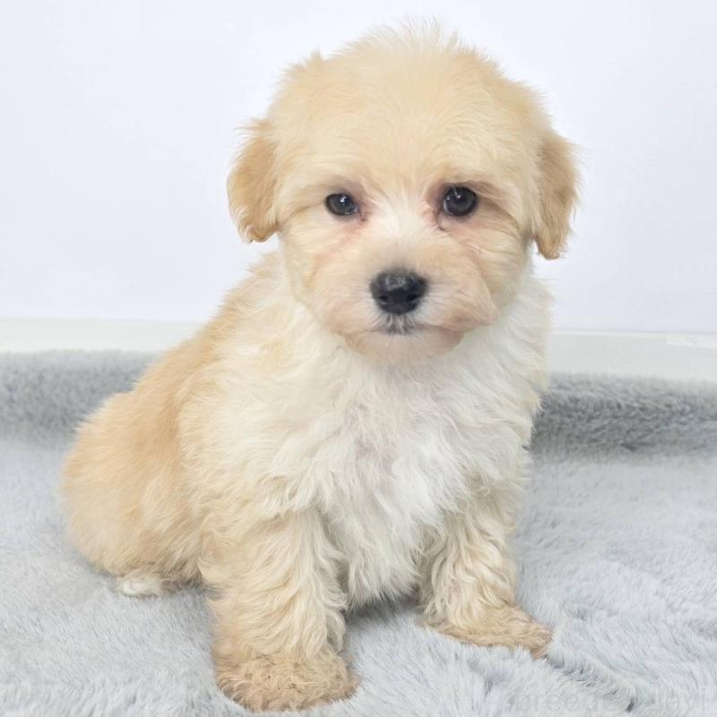 販売中の茨城県のマルプー:マルチーズ×トイプードル-444083の3枚目