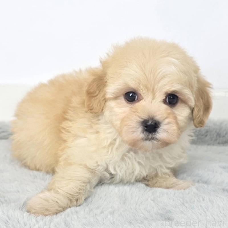 販売中の茨城県のマルプー:マルチーズ×トイプードル-444084の6枚目