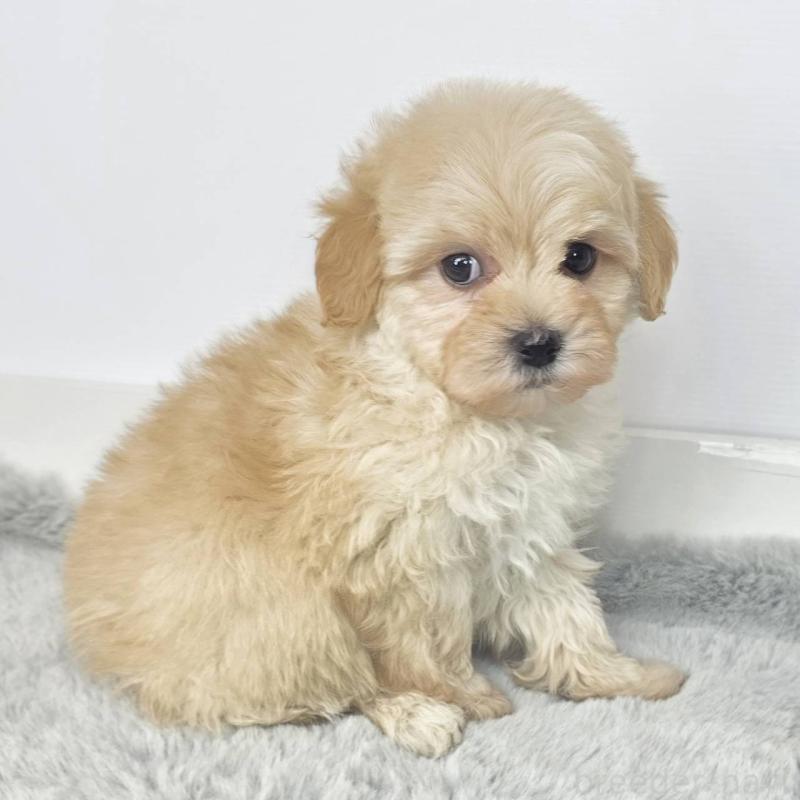 販売中の茨城県のマルプー:マルチーズ×トイプードル-444084の5枚目