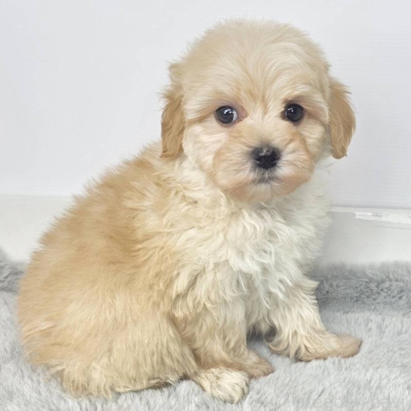 販売中の茨城県のマルプー:マルチーズ×トイプードル-444084の4枚目