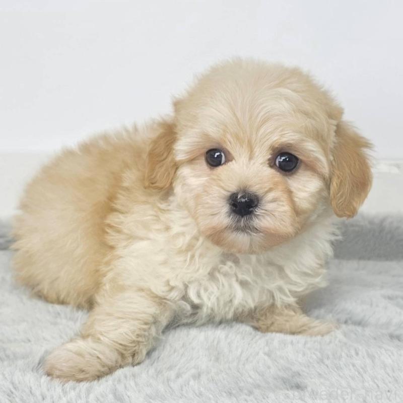 販売中の茨城県のマルプー:マルチーズ×トイプードル-444084の3枚目