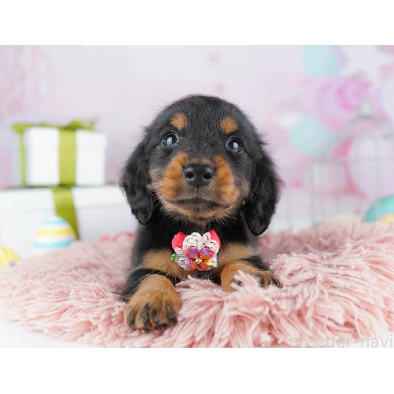 販売中の東京都のミニチュアダックスフンド(ロングヘアード)-444086