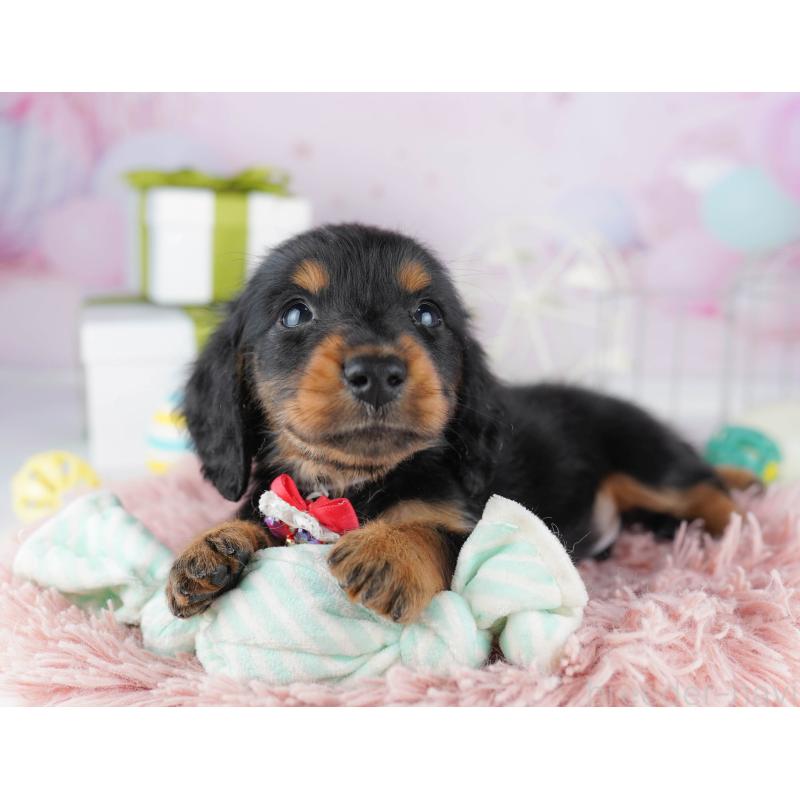 販売中の東京都のミニチュアダックスフンド(ロングヘアード)-444086の5枚目