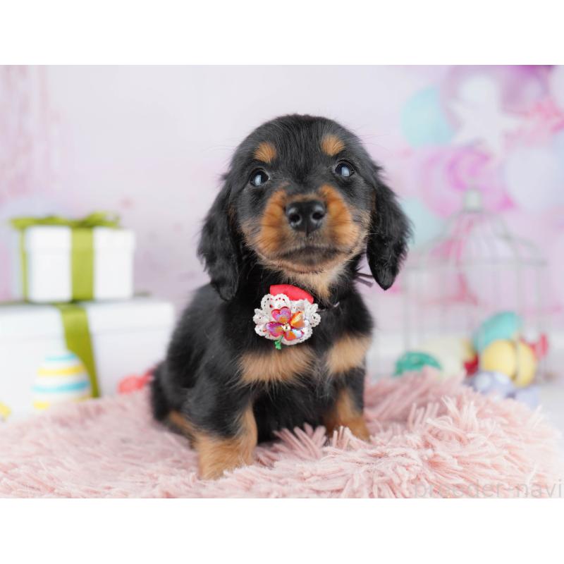 販売中の東京都のミニチュアダックスフンド(ロングヘアード)-444086の4枚目