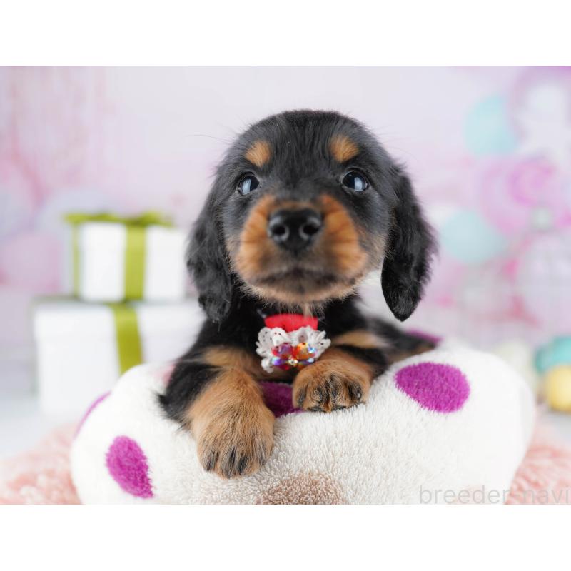 販売中の東京都のミニチュアダックスフンド(ロングヘアード)-444086の3枚目