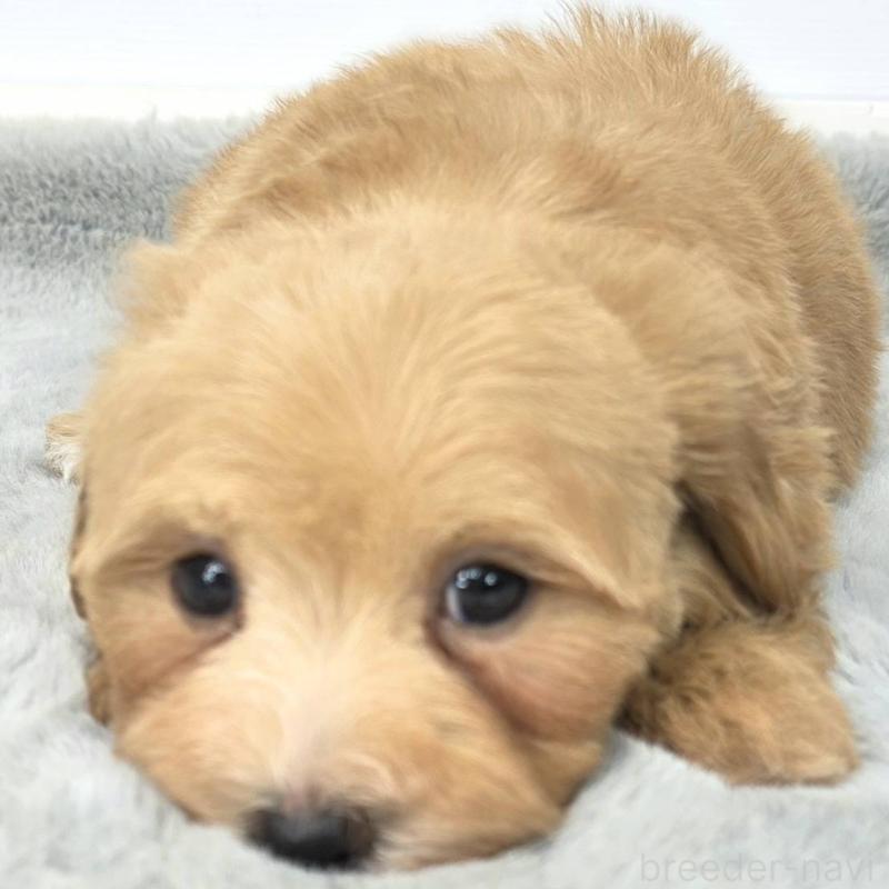 販売中の茨城県のマルプー:マルチーズ×トイプードル-444085の6枚目