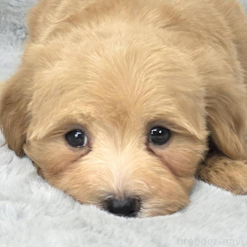 販売中の茨城県のマルプー:マルチーズ×トイプードル-444085の1枚目